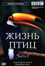 BBC: Жизнь птиц (1998) трейлер фильма в хорошем качестве 1080p