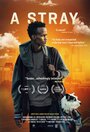 A Stray (2016) скачать бесплатно в хорошем качестве без регистрации и смс 1080p